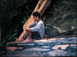 macassar ebony harvest