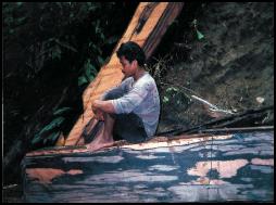 macassar ebony harvest